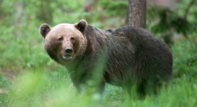 Estland Braunbär im Wald Foto iStock Urmas83